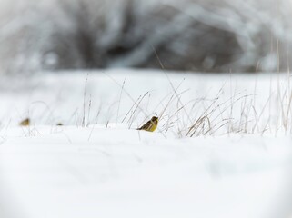 In a serene winter setting, birds forage through the soft snow, showcasing the unique ecosystem of...