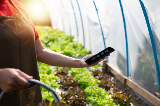 Vertical farming and hydroponics concept. Smart Farming The Future of Agriculture, Farmer uses smartphone to monitor and manage crops in greenhouse, technologys impact on modern agricultural practices