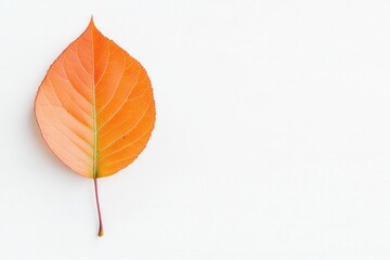 single autumn leaf rests alone on white background its vibrant colors capturing essence of fall