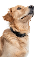 Golden Retriever Dog Looking Up with An Open Expression and a Black Collar Isolated on White Background