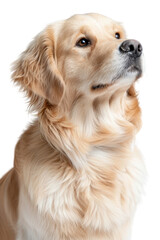 Golden retriever dog portrait with expressive eyes and soft fur against a plain background capturing loyalty and warmth