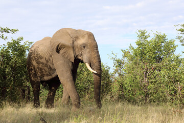 Fototapeta premium Afrikanischer Elefant / African elephant / Loxodonta africana