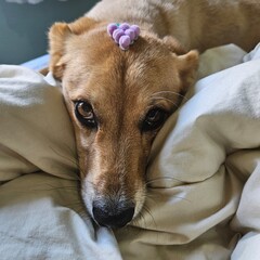The caramel dog is pure cuteness: loyal, cheerful, and always ready for a cuddle.