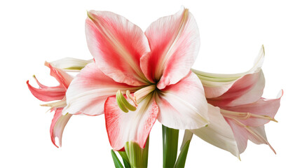 Naklejka premium Amaryllis flowers