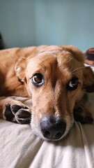 The caramel dog is pure cuteness: loyal, cheerful, and always ready for a cuddle.