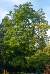 Robinier, Robinia pseudoacacia 'L.Frisia