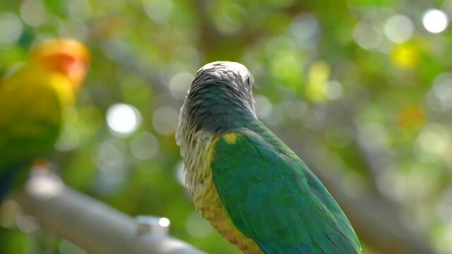 green-cheeked parakeet (Pyrrhura molinae) parrot Free-flying training bird standing on a perch