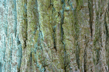 écorce, tronc, Tilleul commun, tilia vulgaris