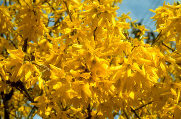 Forsythia 'Lynwood '