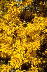 Forsythia 'Lynwood '