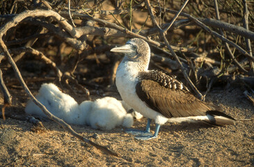 Fou à pieds bleus, nid, jeune,.Sula nebouxii, Blue footed Booby, Archipel des Galapagos