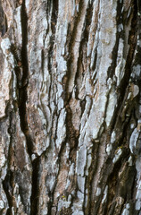 écorce, tronc, flamboyant jaune, Peltophorum pterocarpum