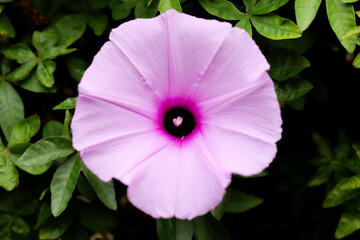 close up of a purple flower in a garden