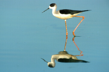 Echasse blanche,  Himantopus himantopus, Black winged Stilt