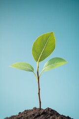 Fototapeta premium young sapling emerges from fertile soil under clear blue sky symbolizing new beginnings and environmental mindfulness