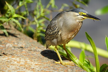Green-backed bittern or little bittern (Butorides striata) Ardeidae family.
Fortaleza Ceará, Brazil.