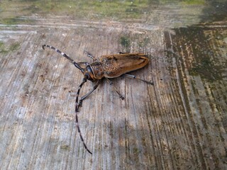 Close-up of batocera rubus which is a species of beetle in the family Cerambycidae. A clay insect...