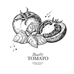 Tomato with basil leaves vector drawing. Whole and sliced tomatoes with basil branch sketch. Hand drawn illustration.