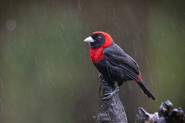 The crimson-collared tanager, Ramphocelus sanguinolentus, in a heavy rain