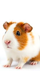 A Guinea Pig White Background 