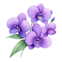 Obraz premium Beautiful purple orchid flowers in bloom.