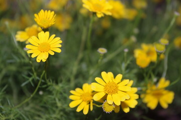 yellow flowers in the garden