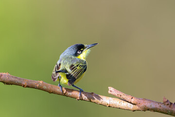 The common or black-fronted tody-flycatcher, Todirostrum cinereum