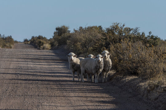 Obejas en la patagonia Argentina