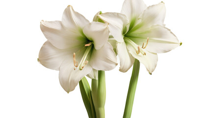 Obraz premium Amaryllis flowers