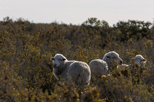Obejas en la patagonia Argentina
