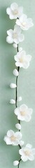 Obraz premium Elegant White Flowers Against a Soft Sage Green Background
