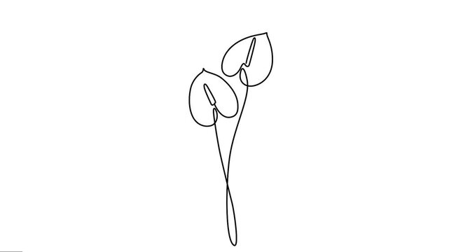 Animated Anthurium leaves a continuous line drawing elegance motion. 
