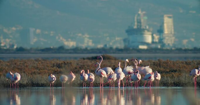 Vibrant flamingos feeding in the calm waters of Akrotiri Salt Lake, Limassol. A breathtaking glimpse into the wildlife of Cyprus largest salt lake. High quality 4k footage
