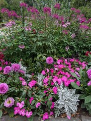 A colorful garden bed featuring pink dahlias, impatiens, cleome, and dusty miller. The rich floral display is ideal for garden design, landscaping, and nature themed visuals.