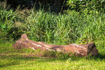 Obraz premium Fallen Tree Trunk on Green Grass in the Honolulu Rainforest.