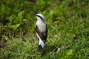 Masked water tyrant (Fluvicola nengeta) is a species of bird in the family Tyrannidae. Fortaleza...