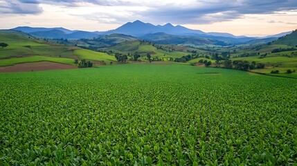 Aerial view of crop field in valley with mountains and clouds for agriculture use