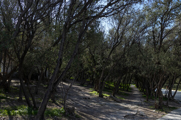 Dense alley of young olive trees in the park