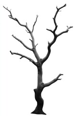 Fototapeta premium black-and-white composition of single bare tree with twisted branches stark contrast creating timeless aesthetic