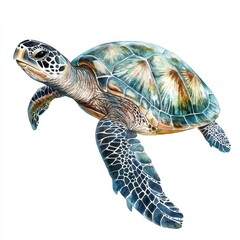 Obraz premium Vibrant Watercolor Sea Turtle. Isolated Aquatic Life Painting on White Background