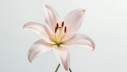 Naklejka premium Single lily blossom with soft shadows, isolated on a transparent background for elegance, ideal for refined and sophisticated designs