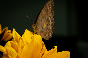 close up of butterfly on yellow flower