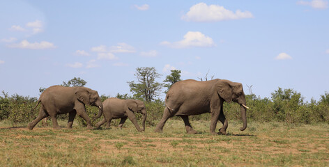 Afrikanischer Elefant / African elephant / Loxodonta africana