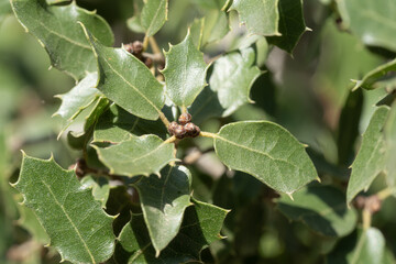 A close-up of sharp, green holly leaves with a blurred natural background, capturing their detailed...