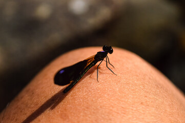 A dragonfly is perched on human skin.