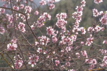 Delicate pink almond blossoms against a blue sky, bathed in warm sunlight, evoking a sense of spring, tranquility, and happiness.