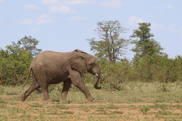 Naklejka premium Afrikanischer Elefant / African elephant / Loxodonta africana