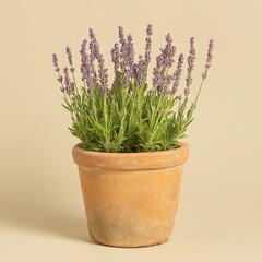 Obraz premium Lavender Plant In Terracotta Pot Against Beige Background
