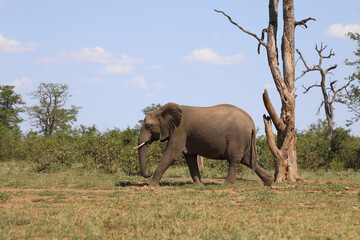 Naklejka premium Afrikanischer Elefant / African elephant / Loxodonta africana