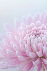 petals of flower covered in frost glisten under morning light delicate details standing out against softly blurred